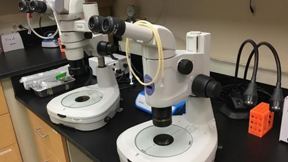 StereoMicroscope