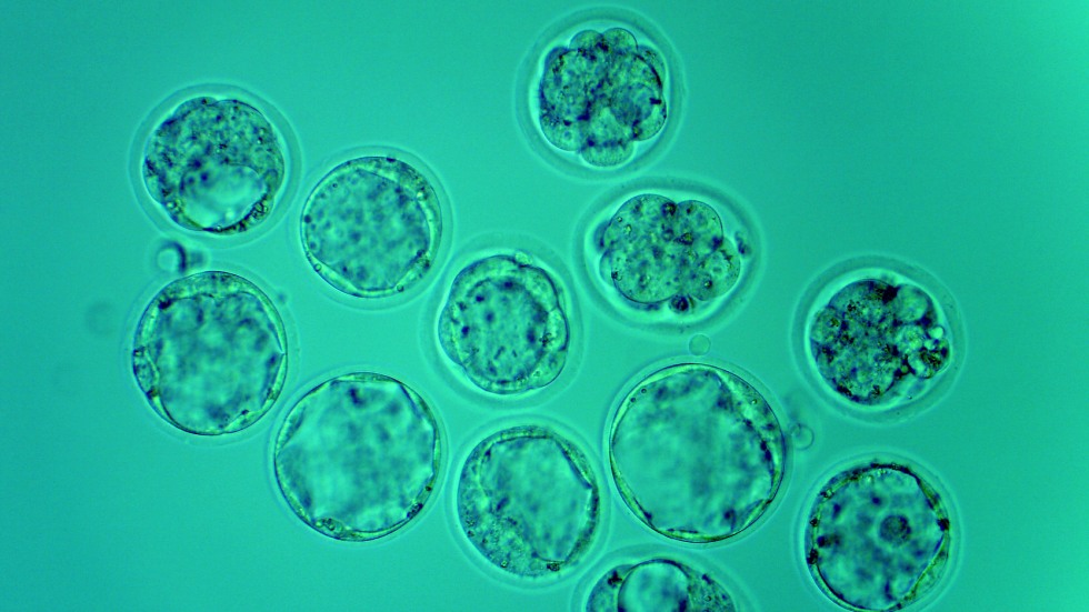 Blastocyst in vitro