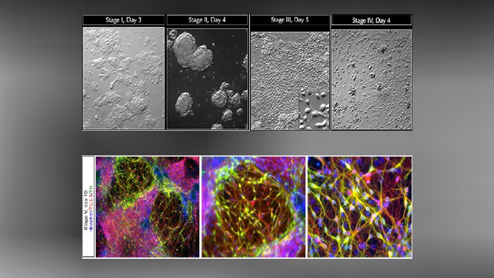 multiple slides of cells at different stages