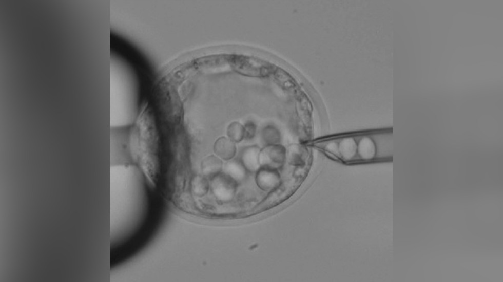 Microinjection of ES cells into blastocyst